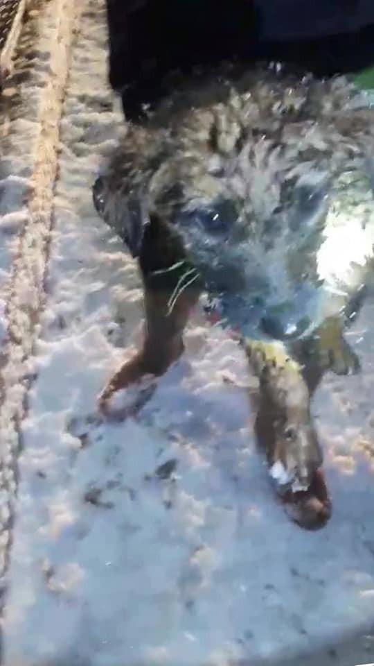 Kar yağışında mahsur kalan yavru köpeği itfaiye kurtardı