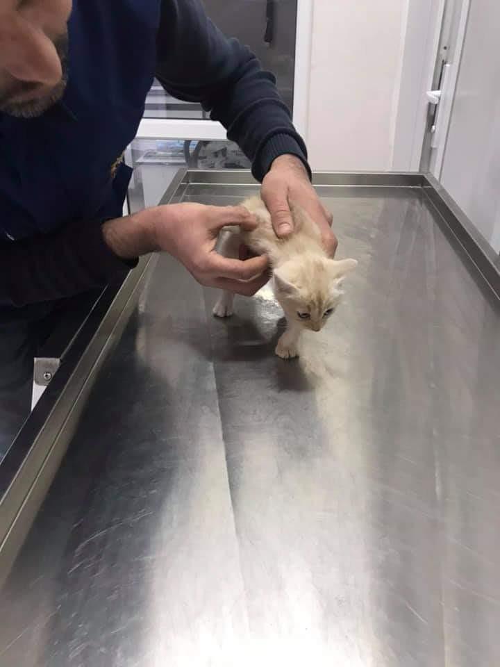 Ayağı kırılan yavru kedi, üniversitede tedavi altına alındı