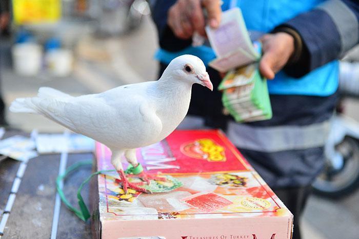Adanada piyango bileti satıcısı talih kuşu sayesinde cirosunu ikiye katladı