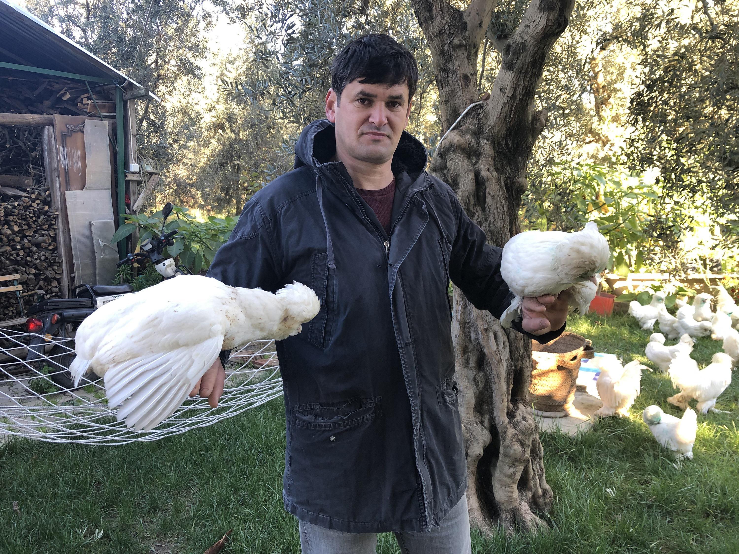 Osmanlı süs tavukları 10 bin liradan satılıyor