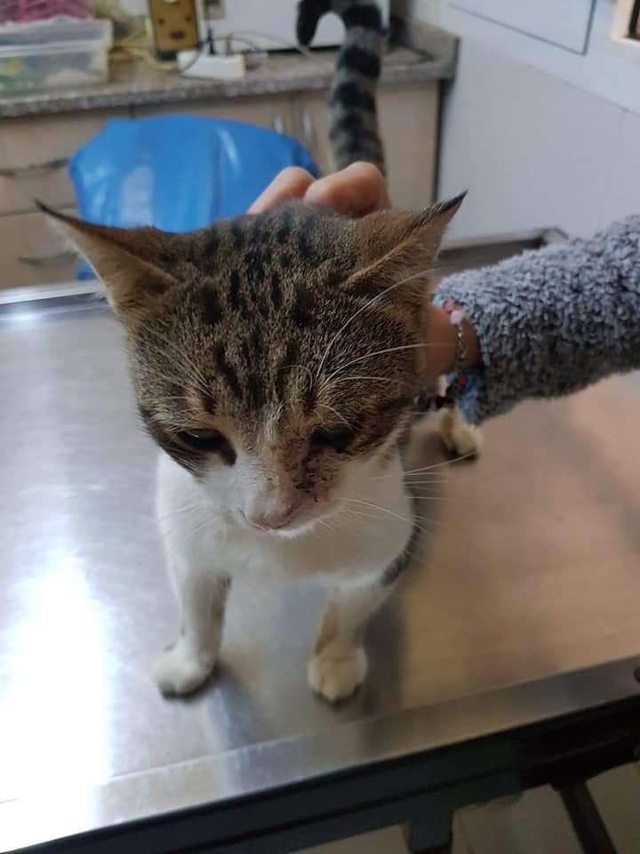 Antalya’da tüfekle vurulan kedi tedavi edildi