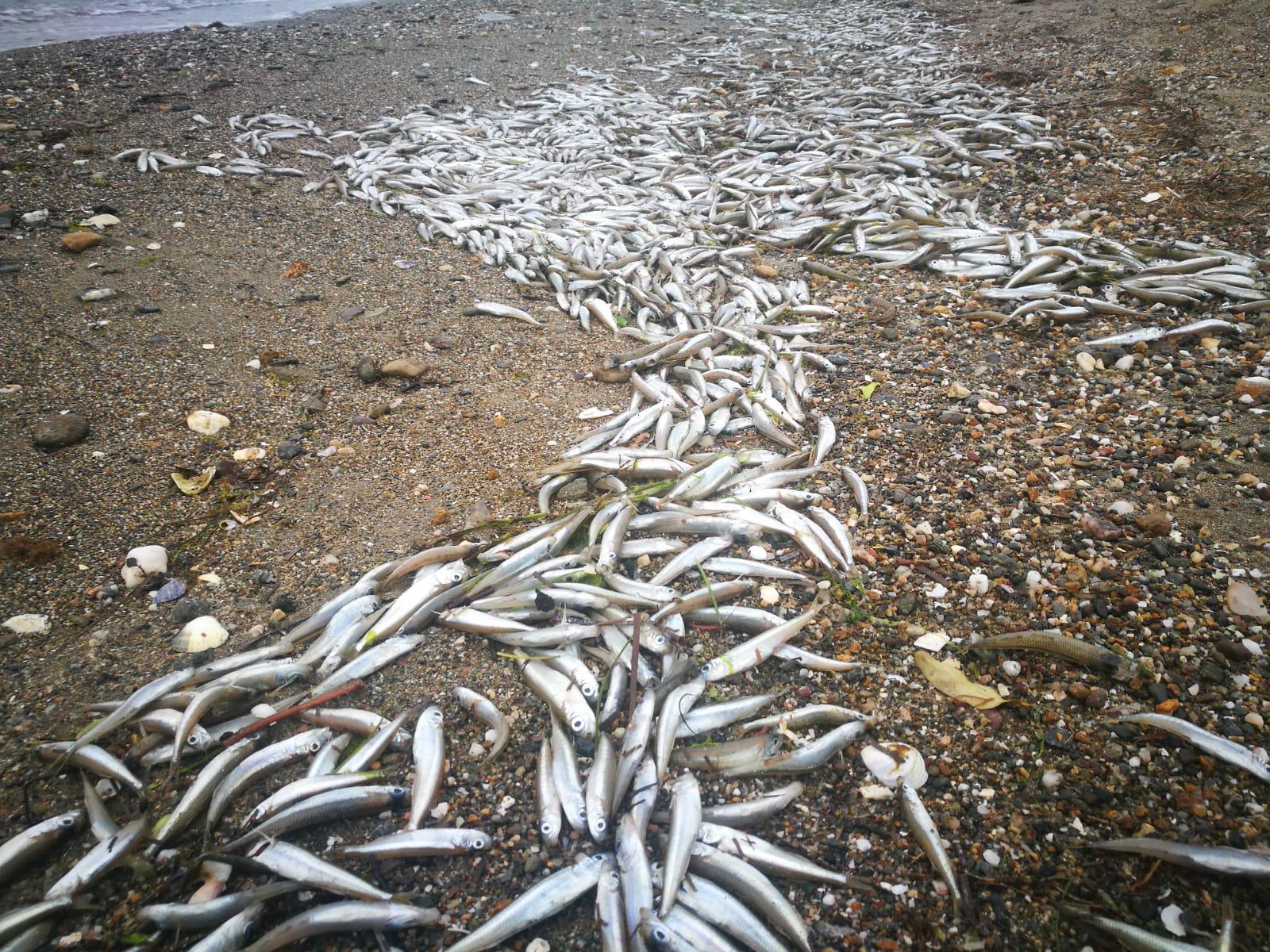 Yüzlerce gümüş balığı kıyıya vurdu
