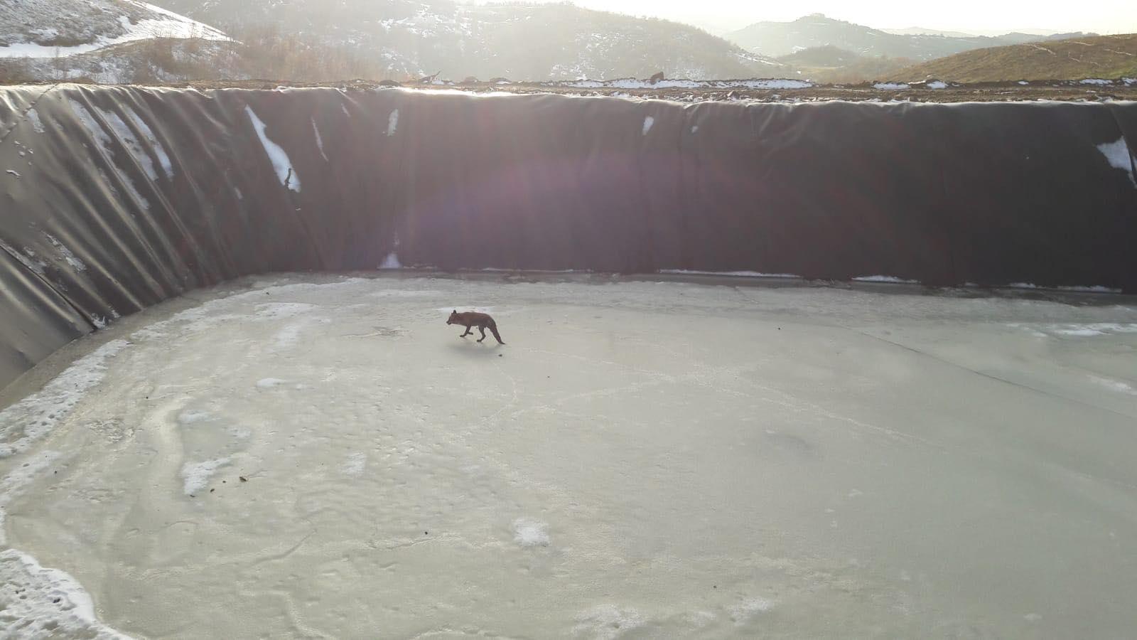 Tekirdağda buz tutan sulama havuzuna düşen hayvanları itfaiye kurtardı