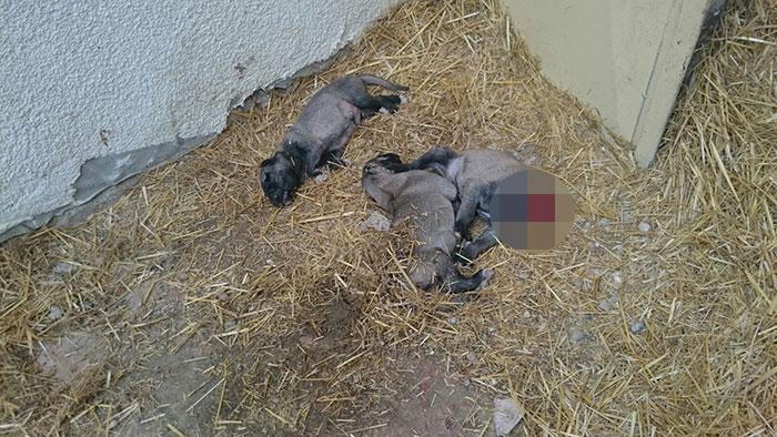 Kangal köpekleri neden yavrularını yer Sebebi açıklandı