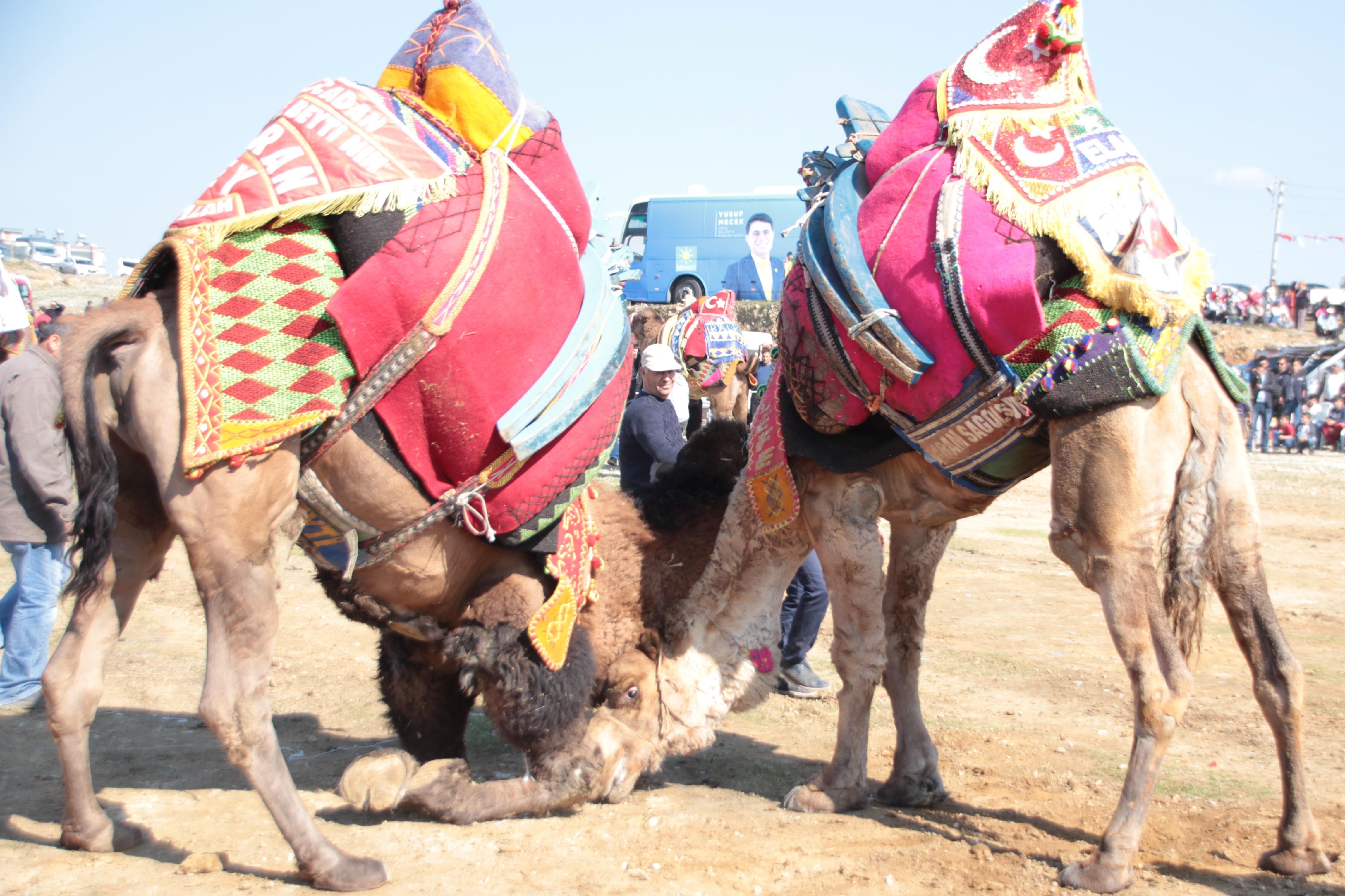 Antalya’daki deve güreşleri ilgi gördü