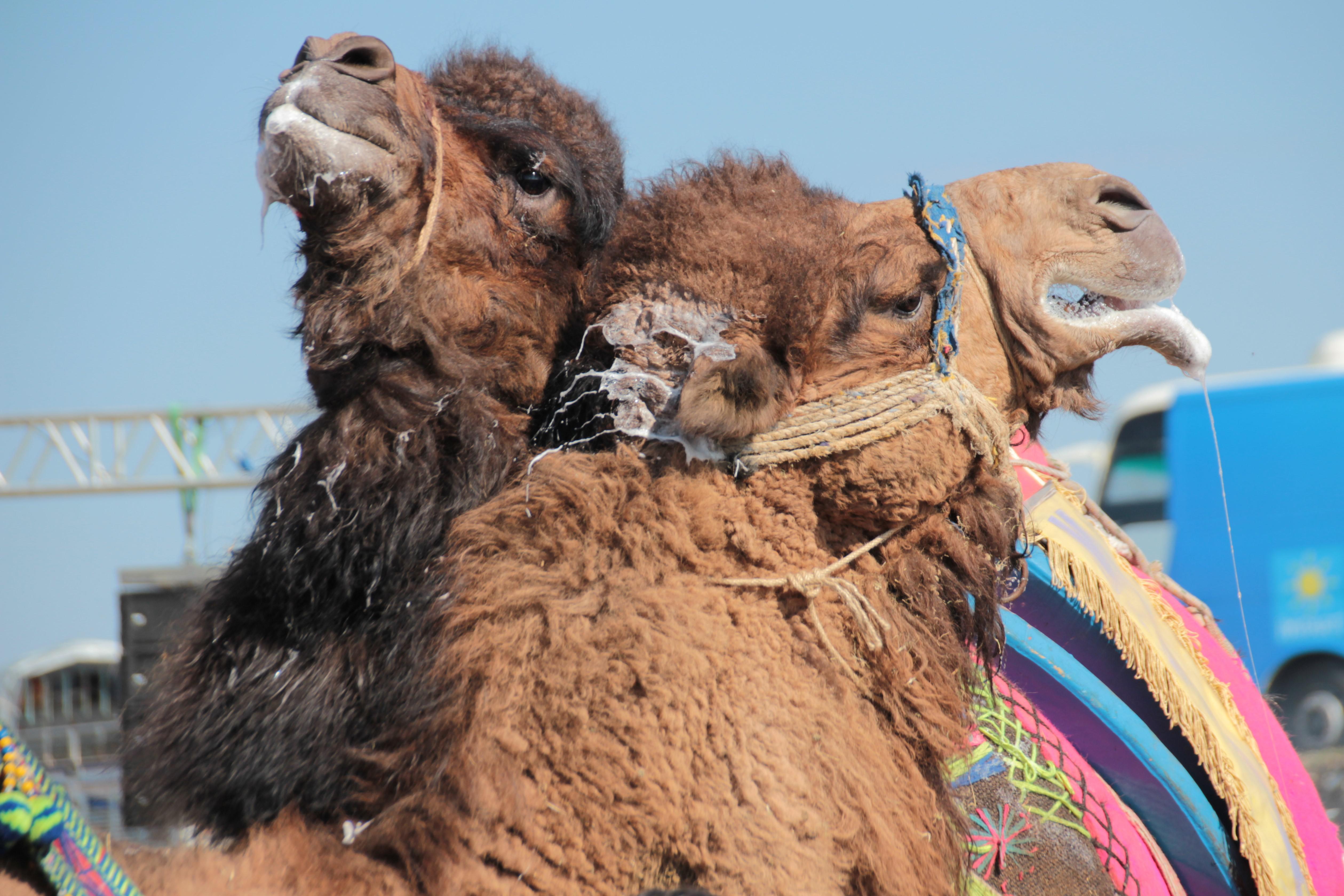 Antalya’daki deve güreşleri ilgi gördü