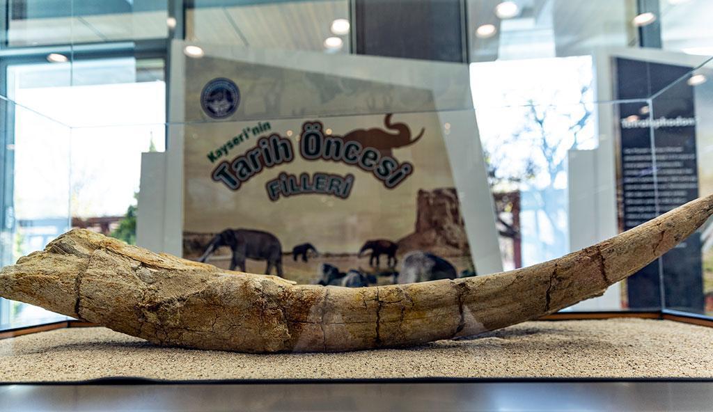 Kayseride bulunan 7,5 milyon yıllık fosiller, sergide ziyarete açıldı