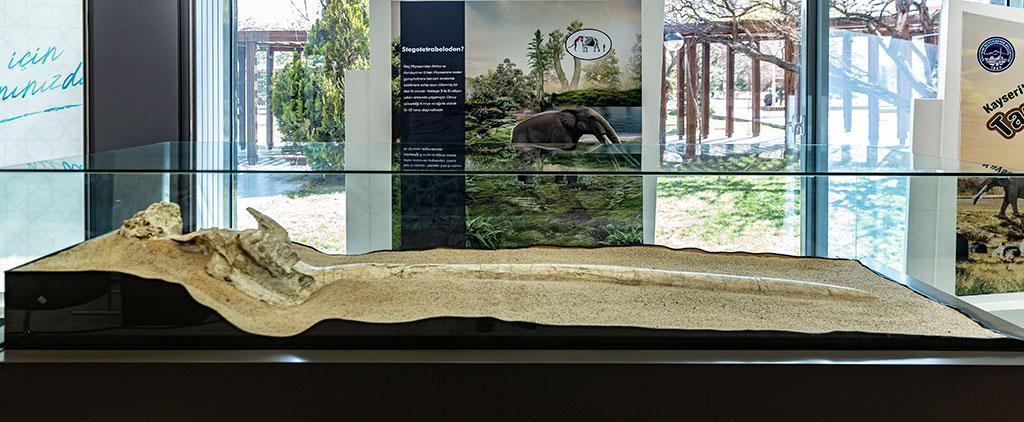 Kayseride bulunan 7,5 milyon yıllık fosiller, sergide ziyarete açıldı