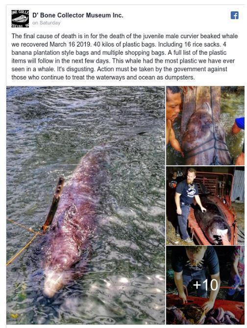 Ölü balinanın karnından 40 kilo plastik çıktı
