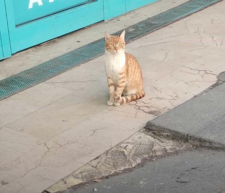 Yoldan geçenlere sataşan kedi fenomen oldu