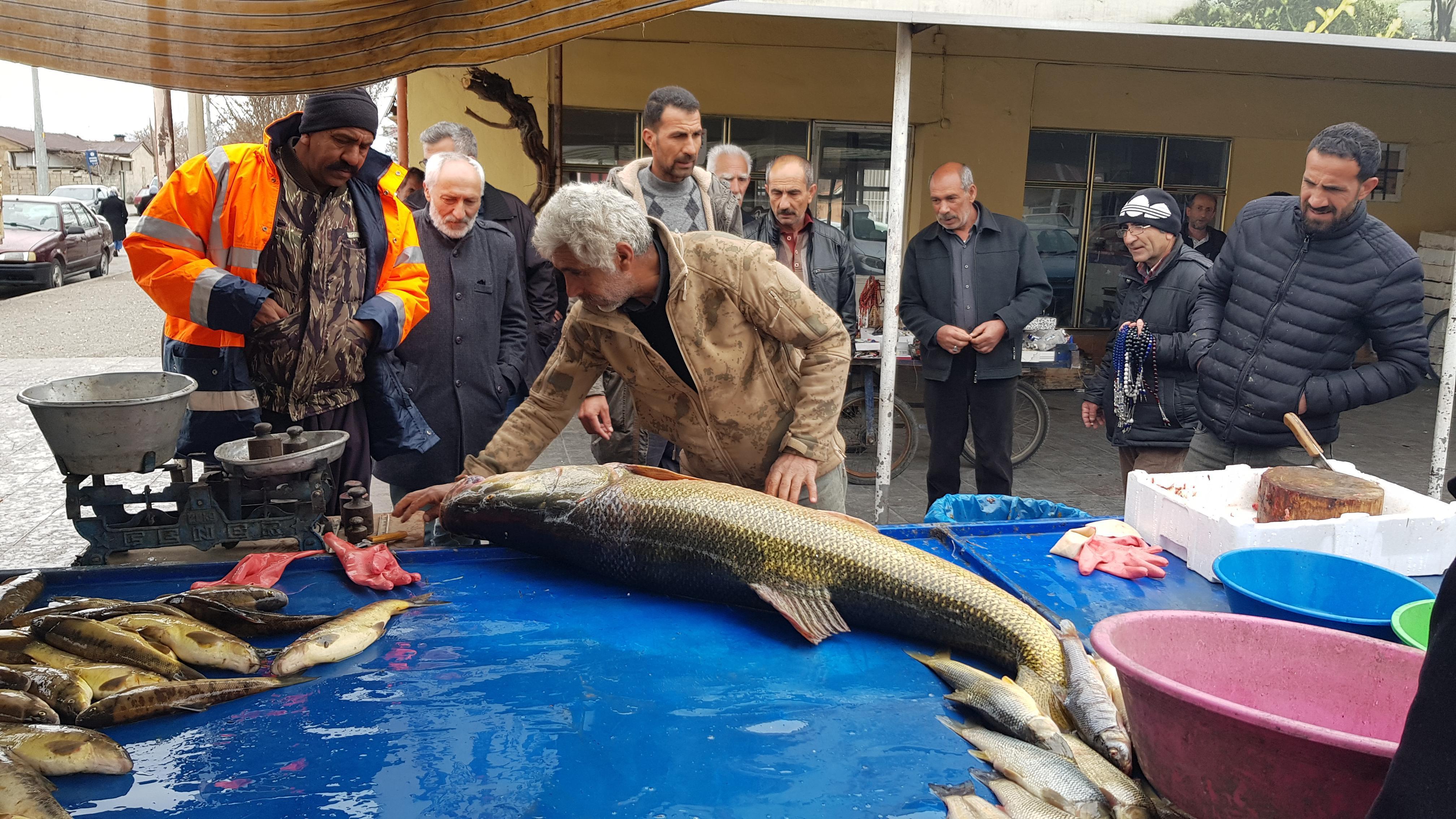 Karasu Nehri’nde 82 kiloluk turna balığı yakalandı