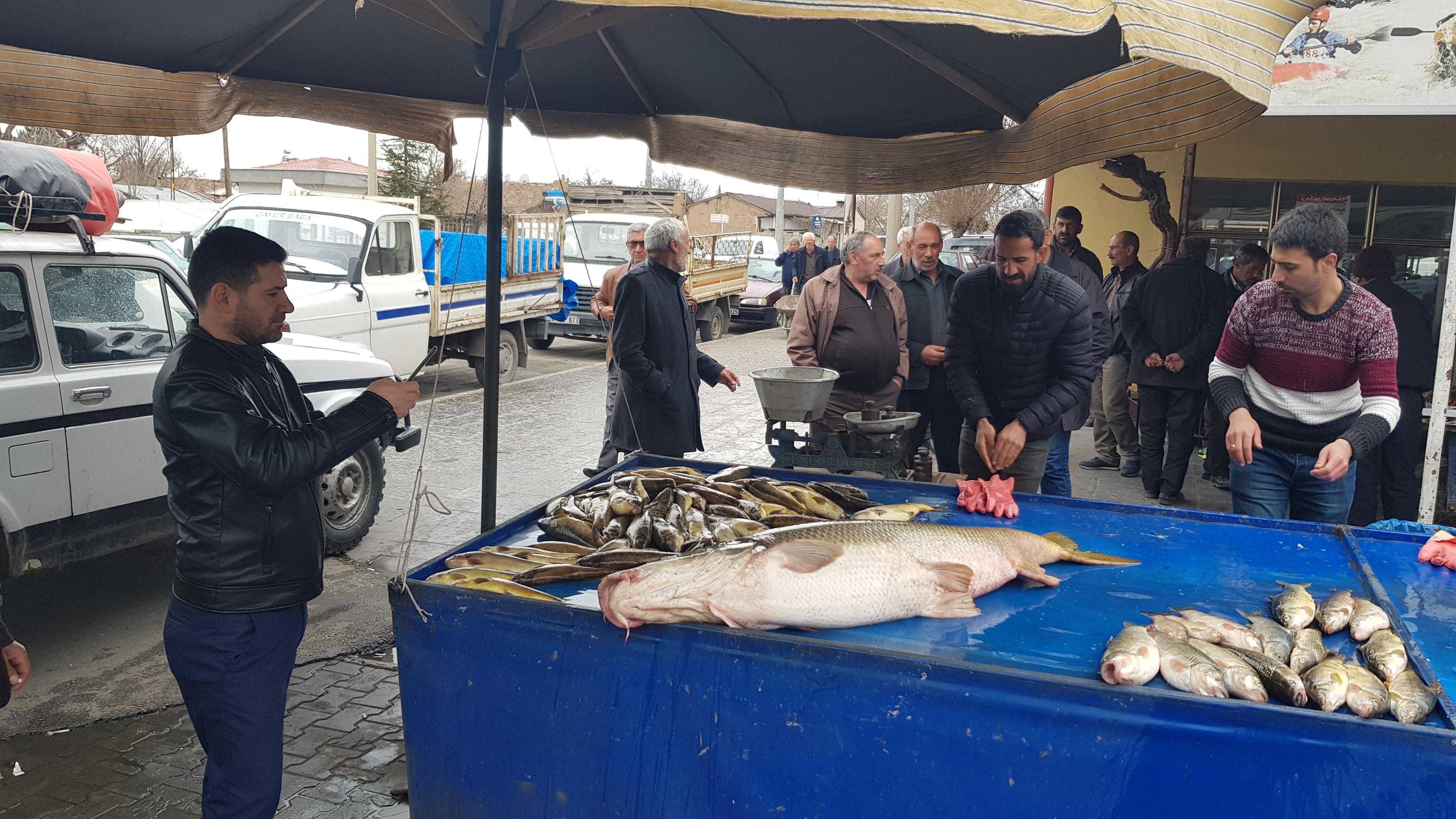 Karasu Nehri’nde 82 kiloluk turna balığı yakalandı