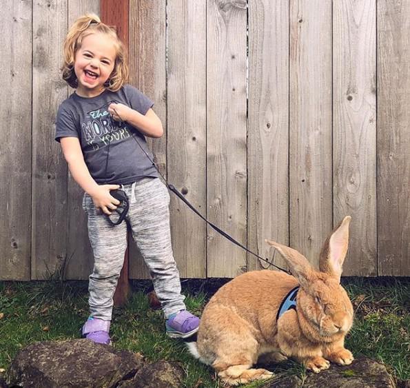 Dev tavşan ile küçük kızın dostluğu görenleri gülümsetiyor