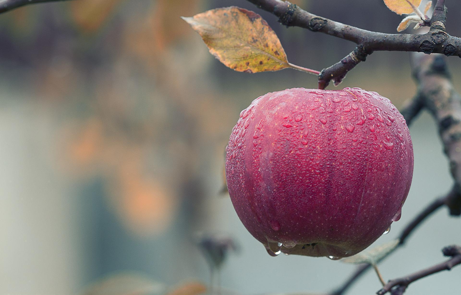Kanserden korunmak için meyveleri mevsiminde yiyin