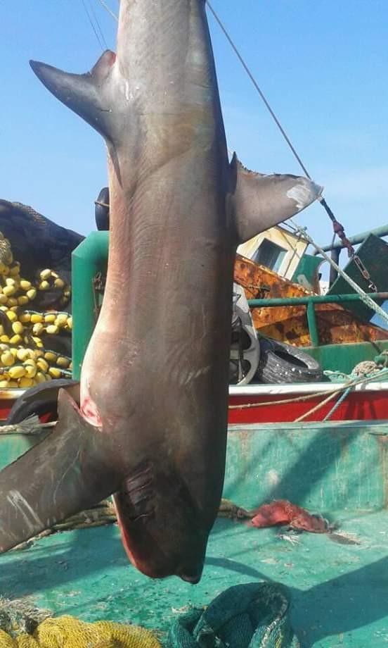 Dev köpek balığı balıkçıların ağına takıldı