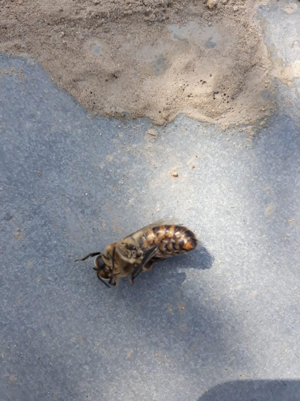 İnegölde arı ölümleri korkutuyor