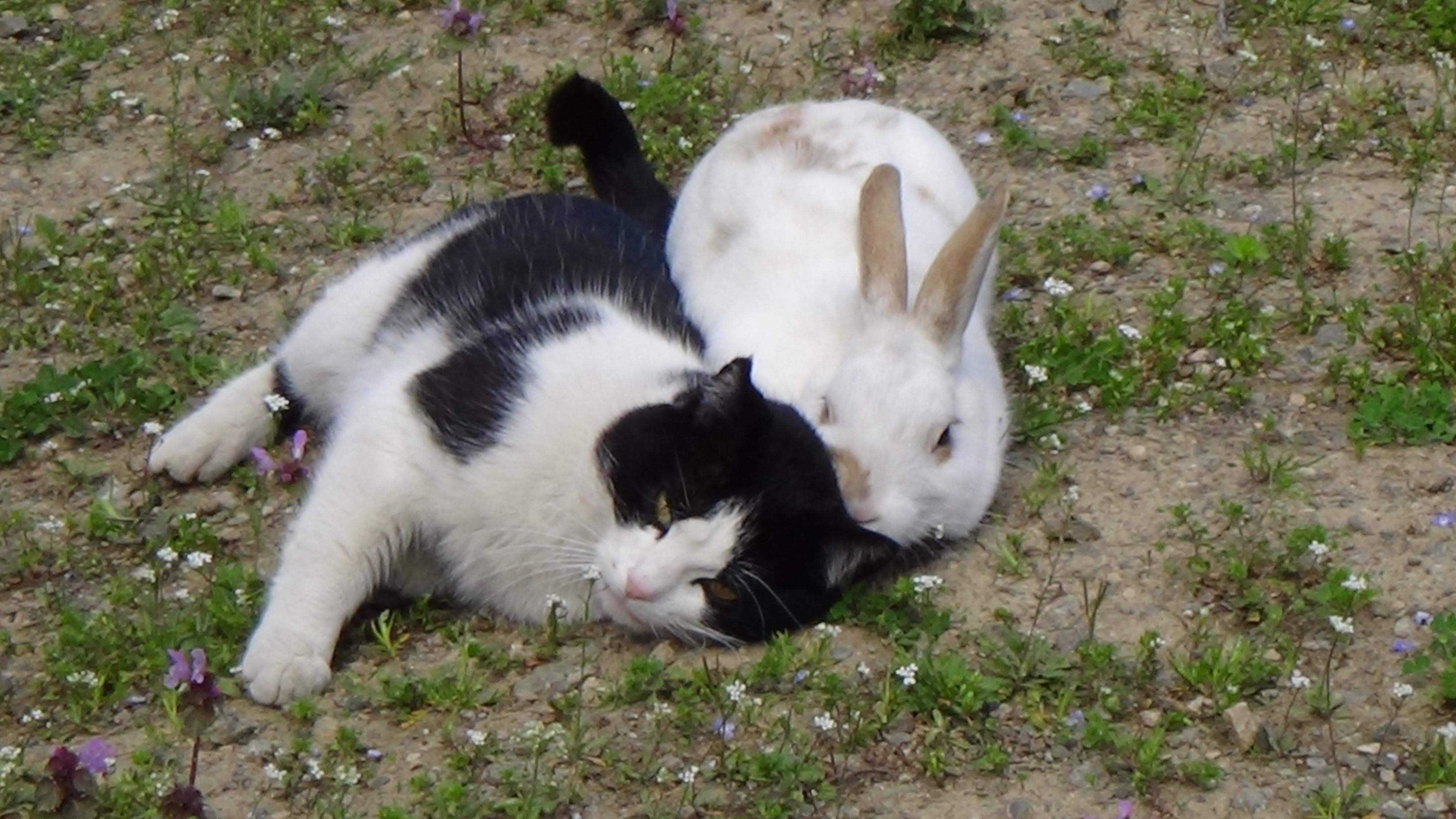Kedi ve tavşan dostluğu görenleri şaşırtıyor
