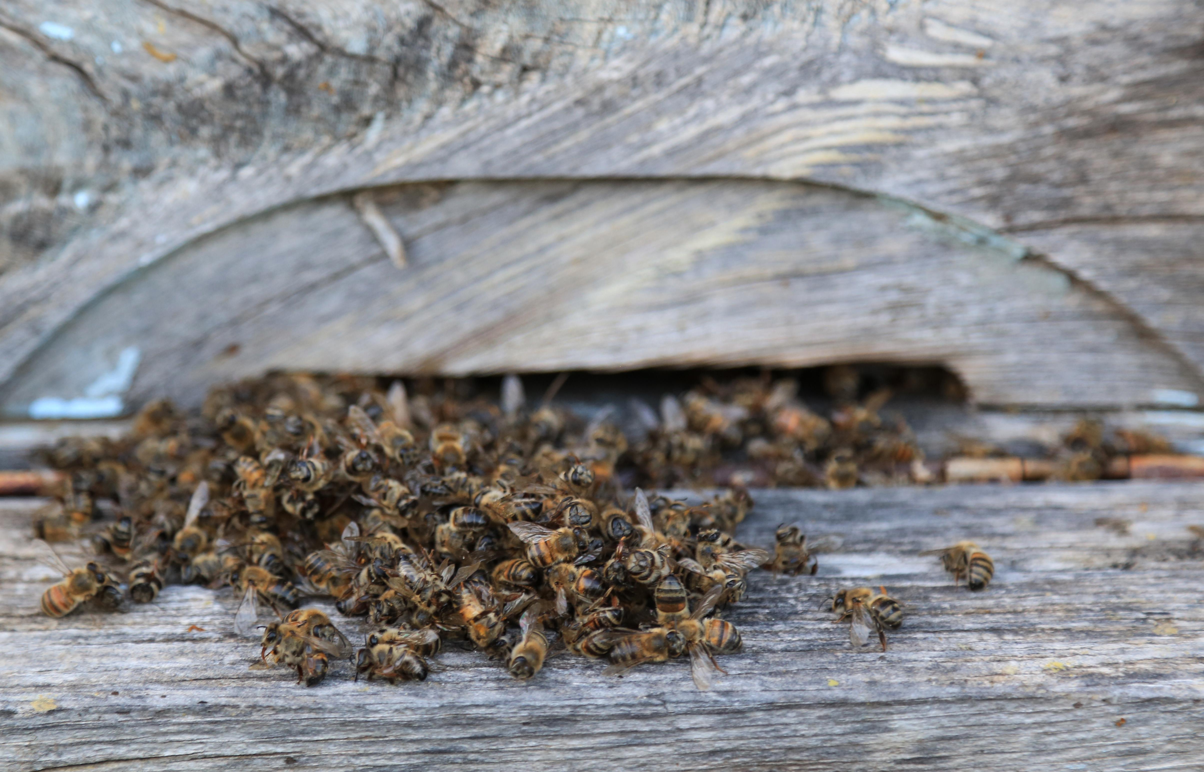 Muğlada korkutan arı ölümleri