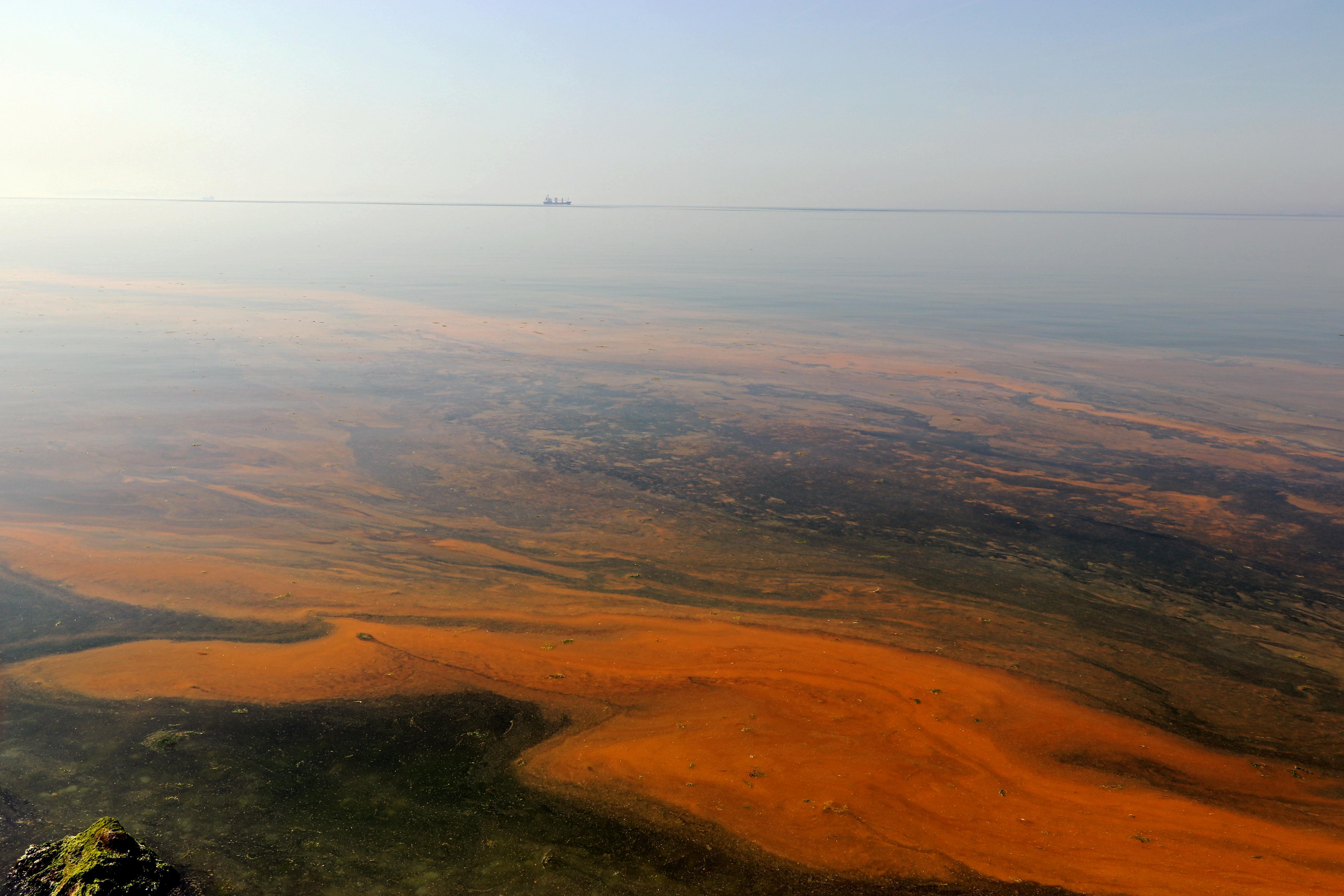 İzmir Körfezinde kahverengi planktonlar oluştu