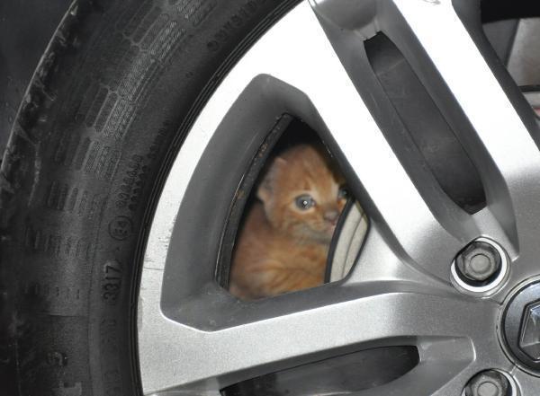 Otomobilin motoruna giren kediyi çıkarmak için seferber oldular