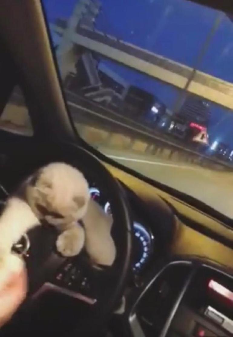 Kedisini otomobilin direksiyonuna koyarak yolculuk yaptı