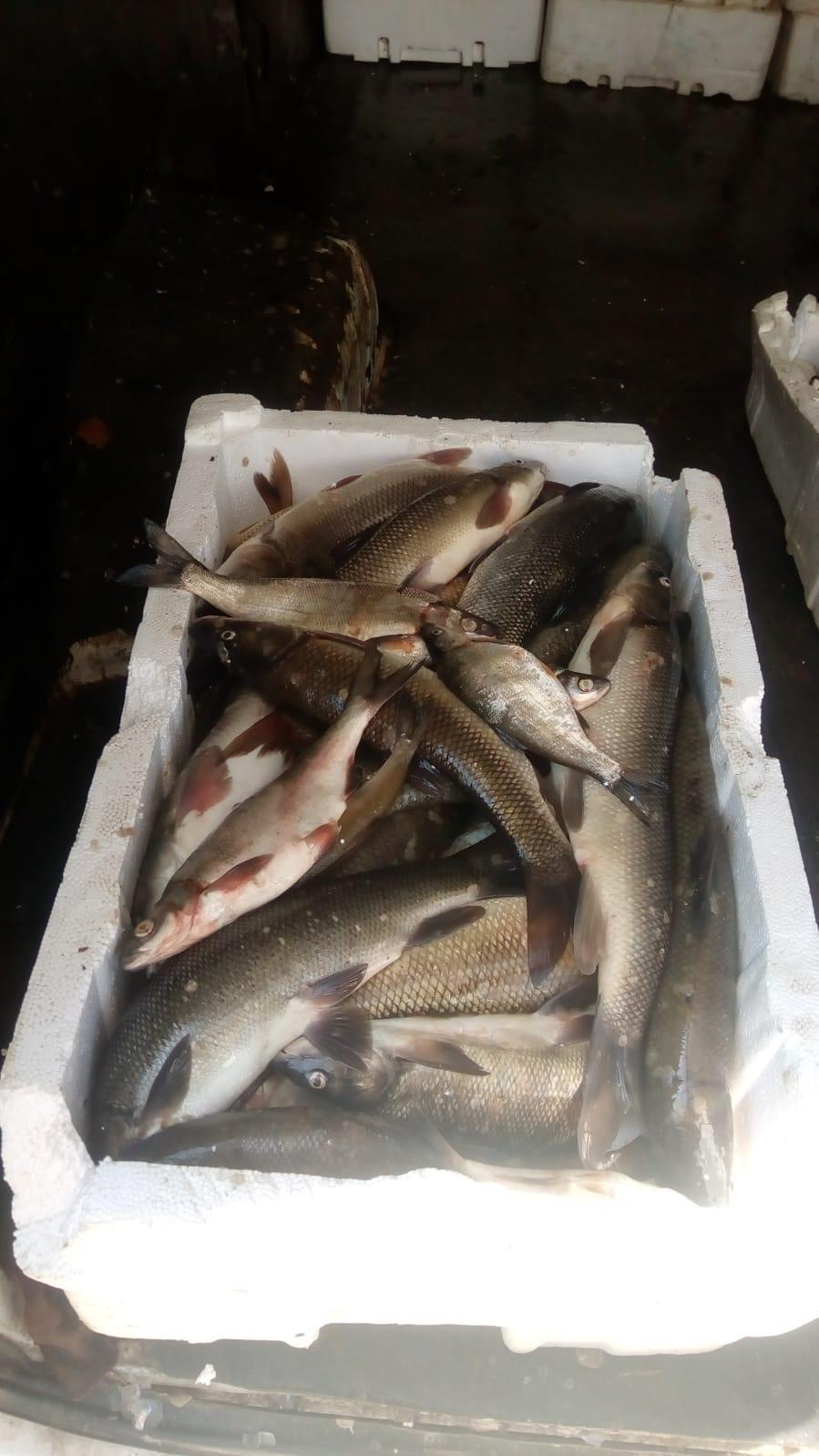 Kahramanmaraşta bin 800 kilo kaçak balık ele geçirildi