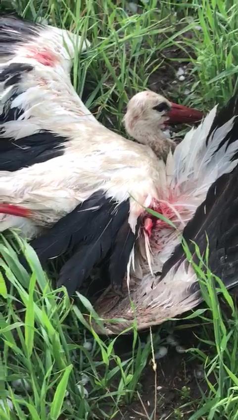 Ankaradaki dolu yağışında kuşların kanadı kırıldı