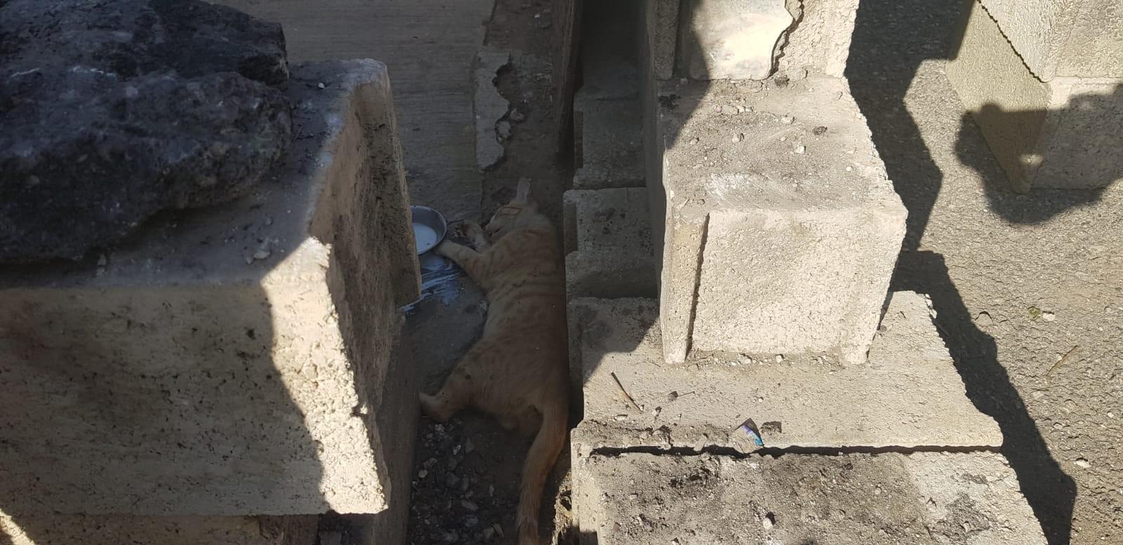 Duvara sıkışan yaralı kedinin yardımına itfaiye koştu