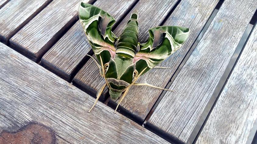 Bodrum’da nadir rastlanan mekik kelebeği görüldü