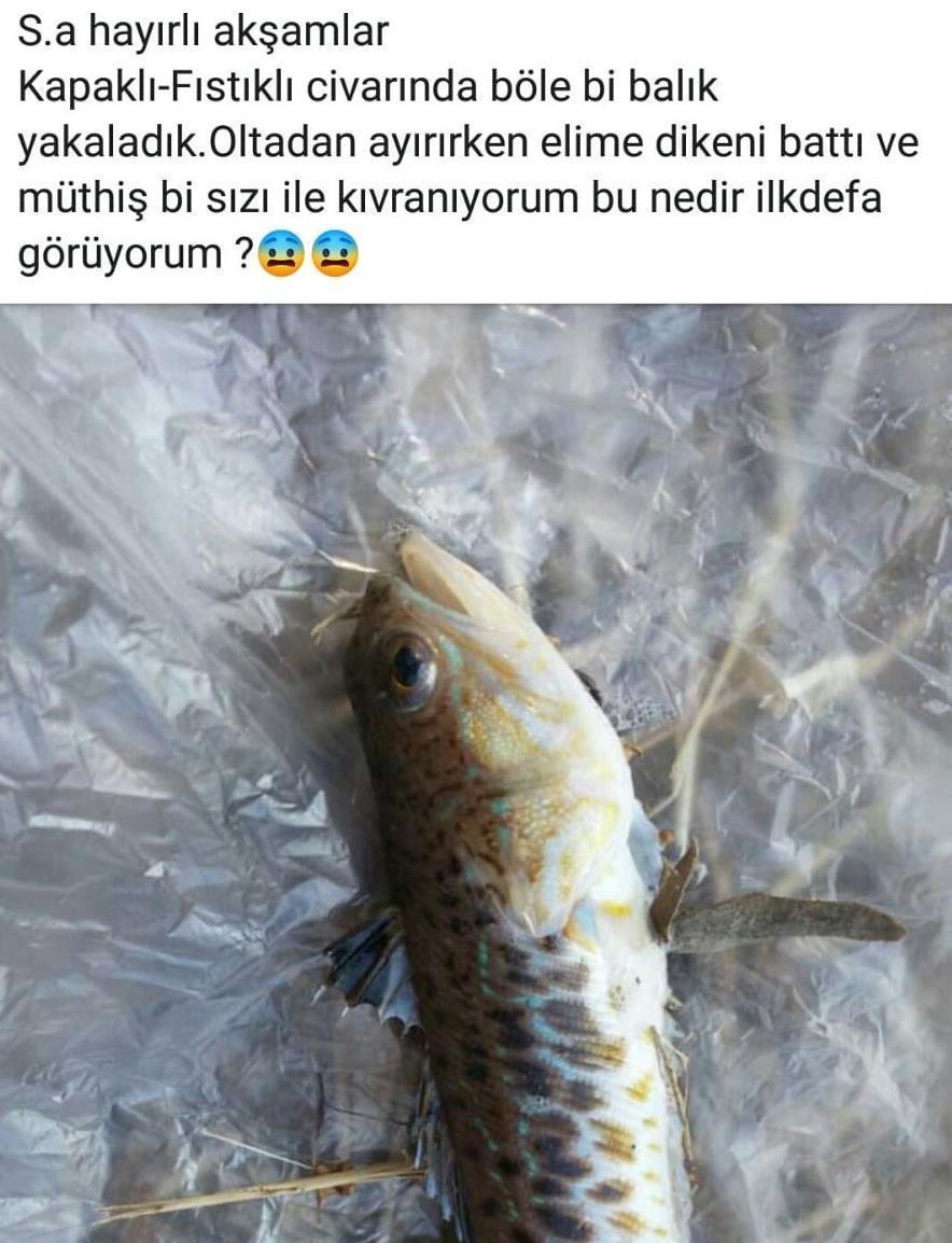 2 kişiyi zehirleyen Trakonya balığı Bursada oltaya takıldı