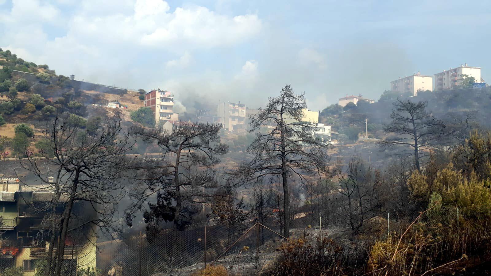 İzmirde zeytinlik alanda yangın