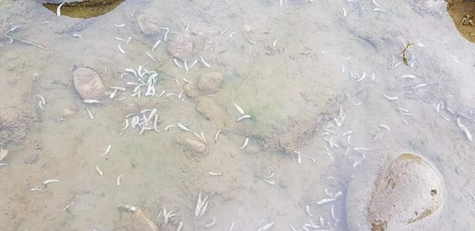 Kıyıya vuran ölü balıklar, vatandaşları tedirgin etti