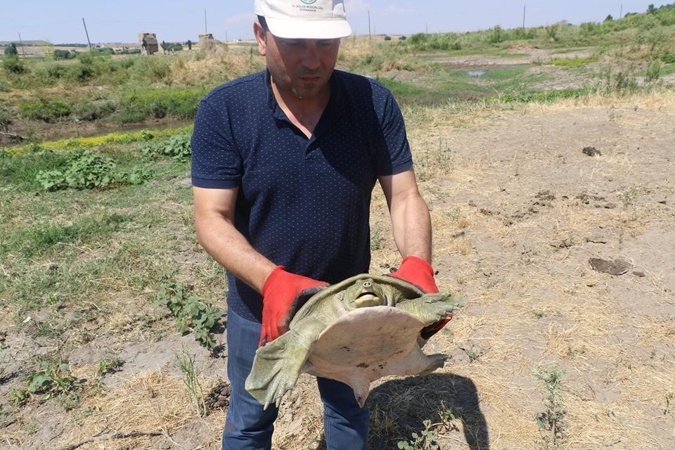 Diyarbakırda Fırat kaplumbağası bulundu