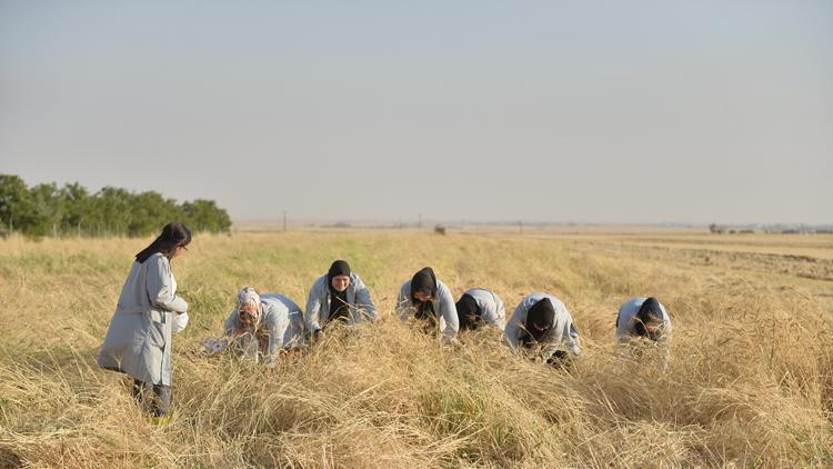 Mezopotamyanın en eski buğday tohumunda ikinci hasat
