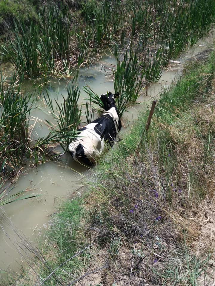 Su kanalına düşen inek için seferber oldular