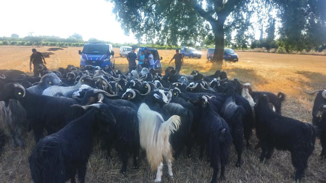 Jandarma kaybolan keçileri drone ile buldu