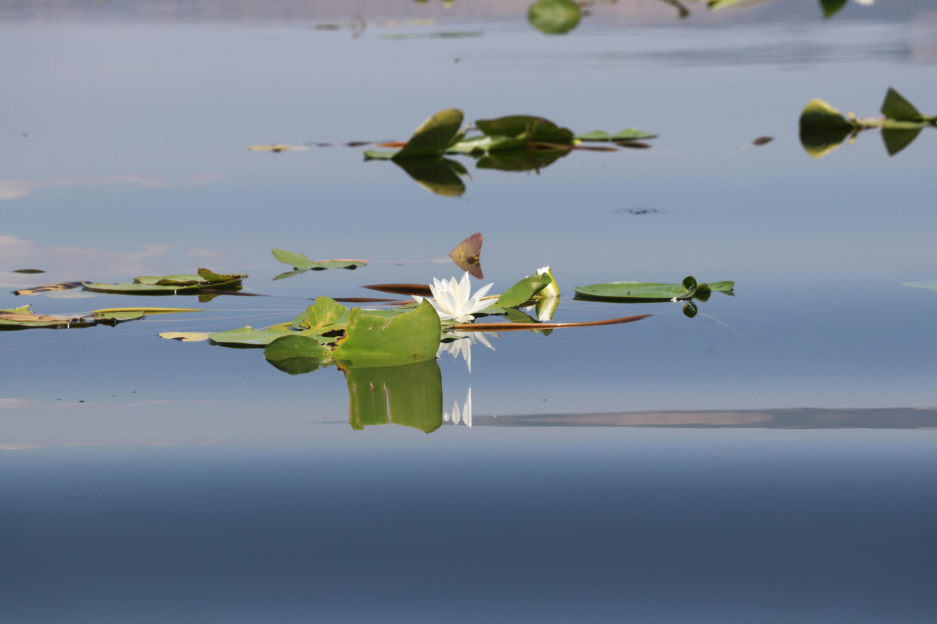 Nilüfer çiçekleriyle ünlü Işıklı Gölünü görenler hayran kalıyor