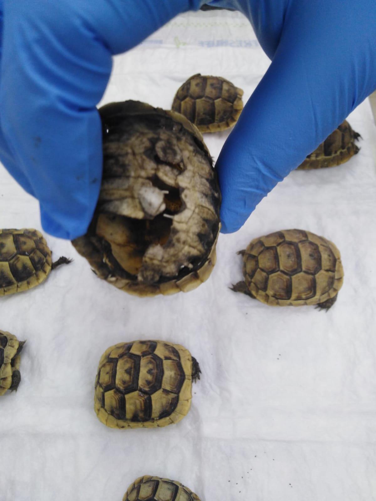 Kaplumbağalar doğal yollardan ölmüş