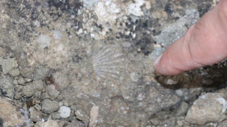 15 milyon yıl önce Sivasta deniz varmış