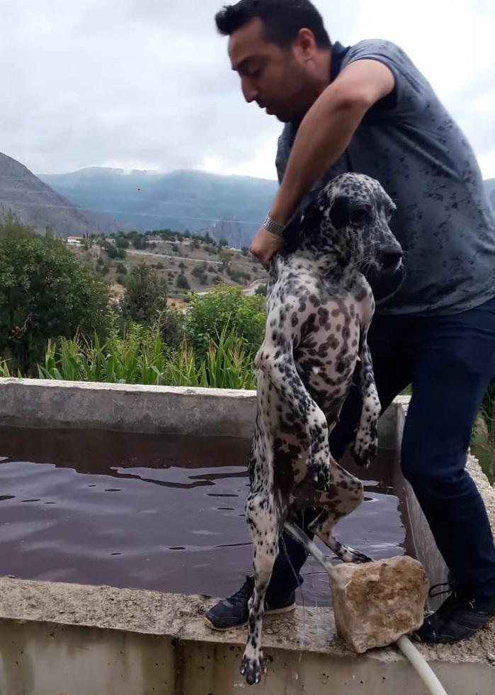 Boğulmak üzere olan köpeği kurtardı