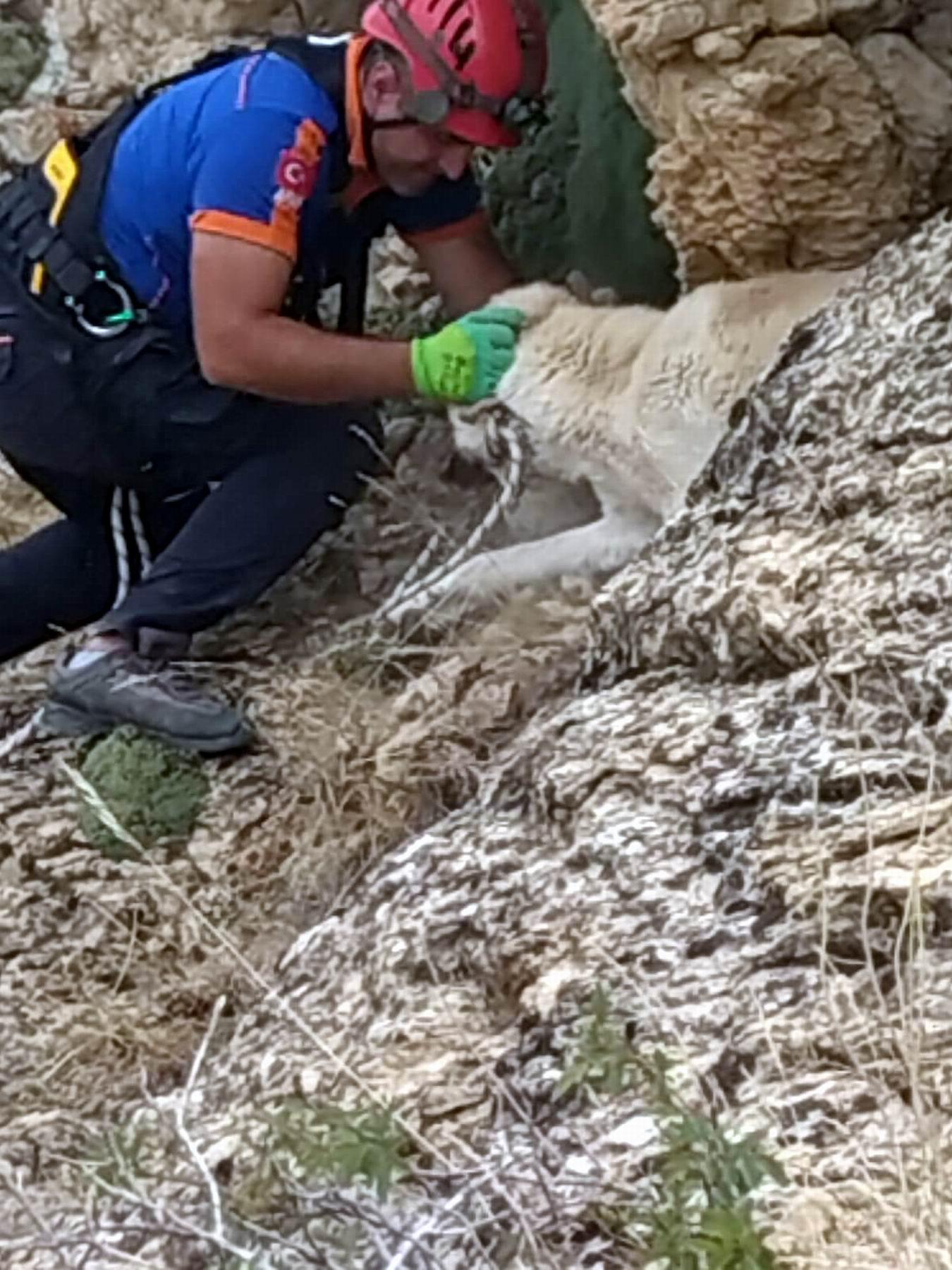 Kayalıklarda mahsur kalan köpeği AFAD ekibi kurtardı