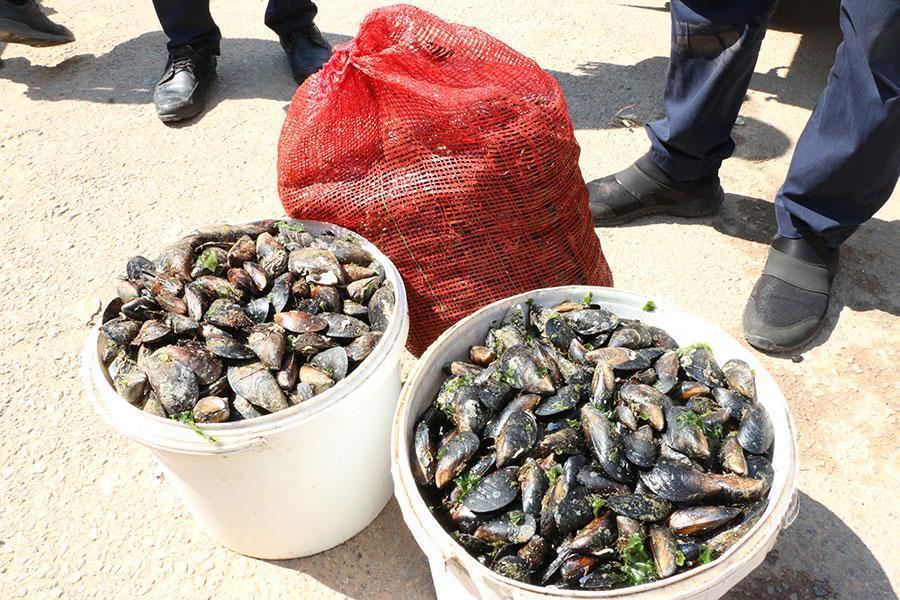 Antalya’da, sağlıksız 1 ton 180 kilo midye dolmaya el konuldu