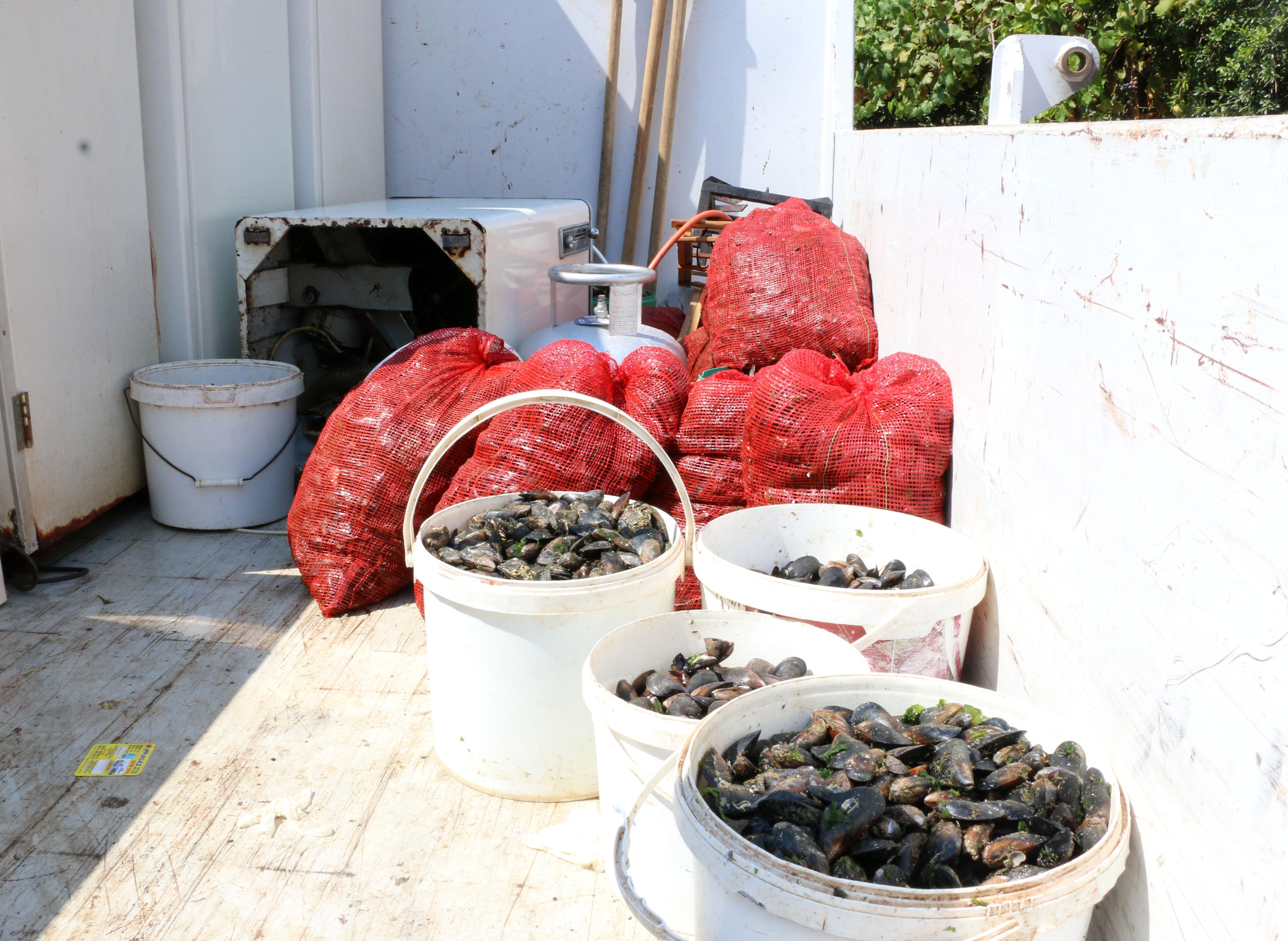 Antalya’da, sağlıksız 1 ton 180 kilo midye dolmaya el konuldu