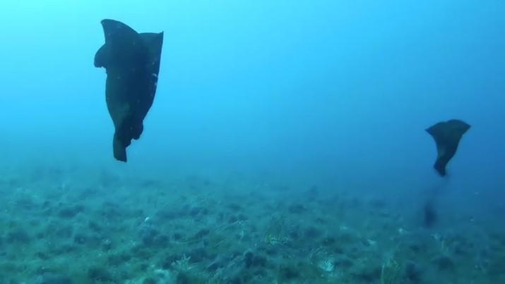 Çanakkale’de deniz tavşanı görüntülendi