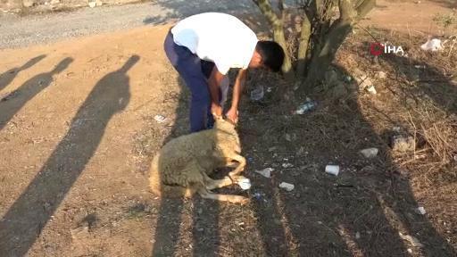 Pendikte hamile kadına trafikte saldıran kardeşlere tahliye