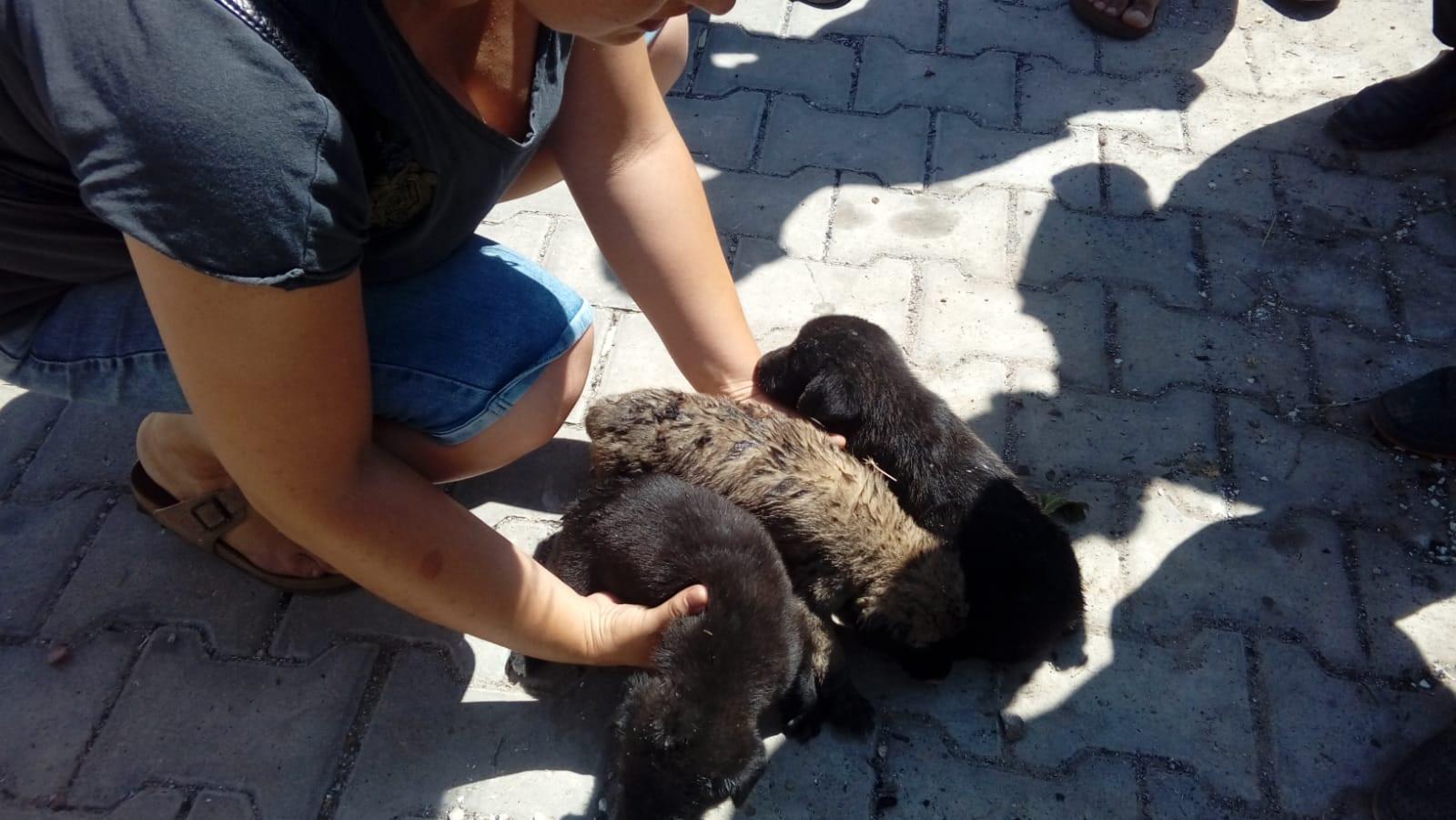 Alevlerin arasında kalan yavru köpekler kurtarıldı