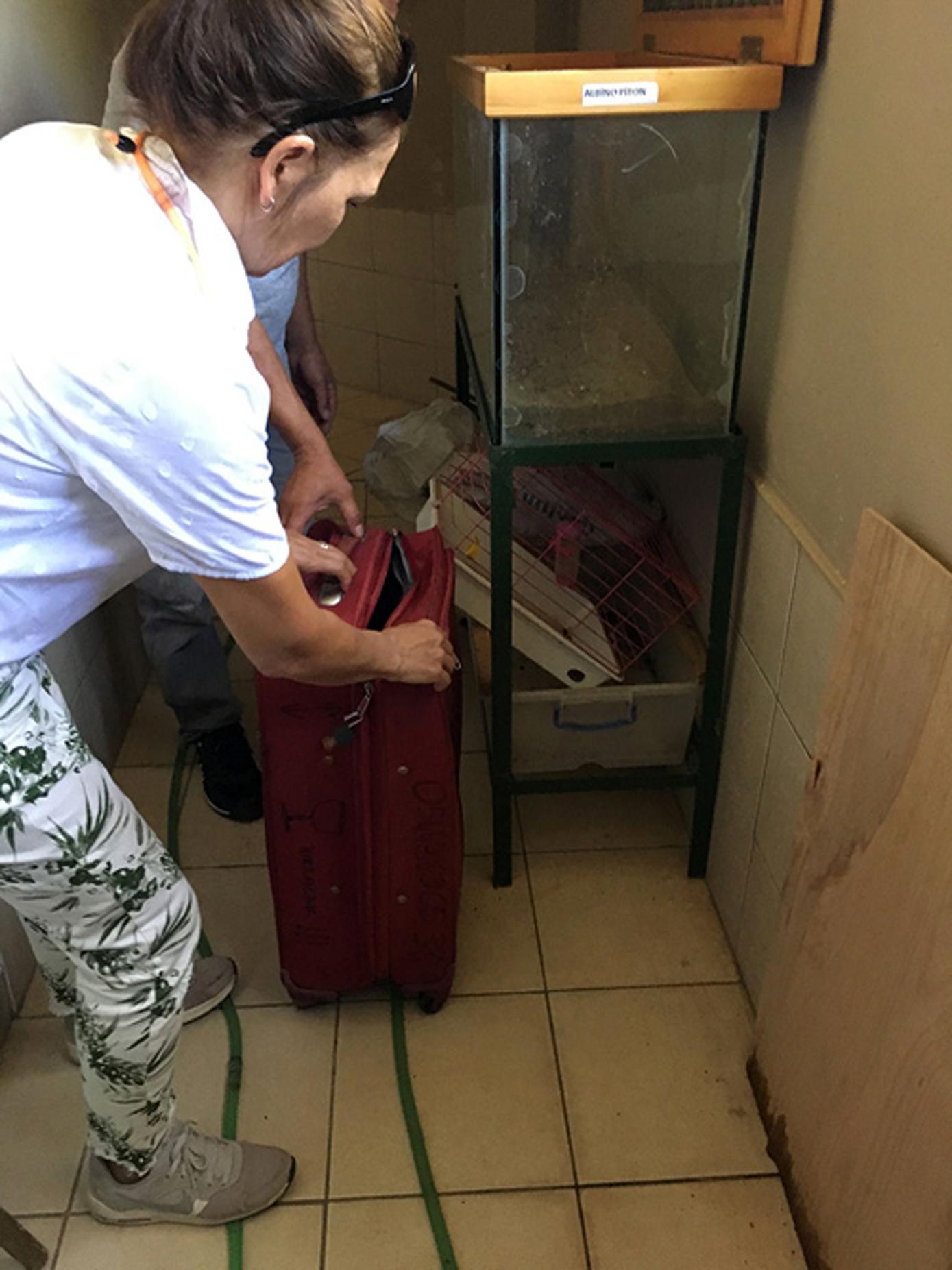 Antalya otogarında valizde boa yılanı ele geçirildi