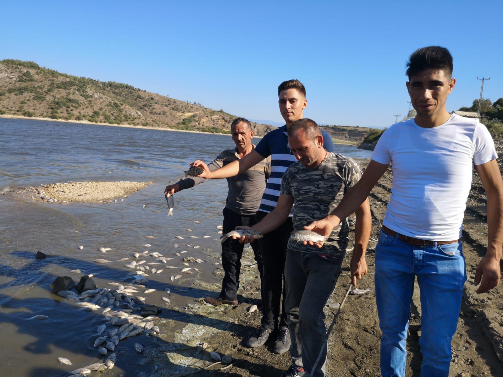 Boğazköy Barajı’nda kıyıya vuran ölü balıklar tedirgin etti