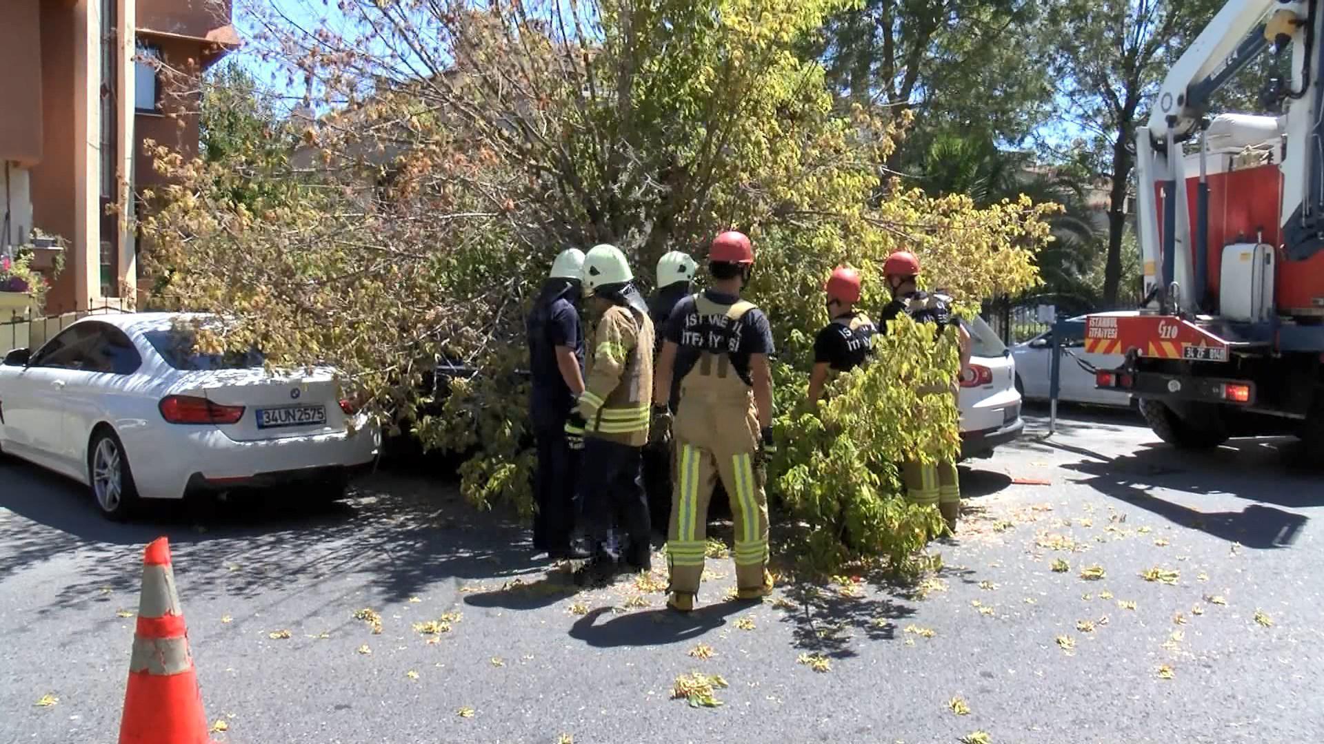 Floryada rüzgar ağacı devirdi 1 araç hasar gördü