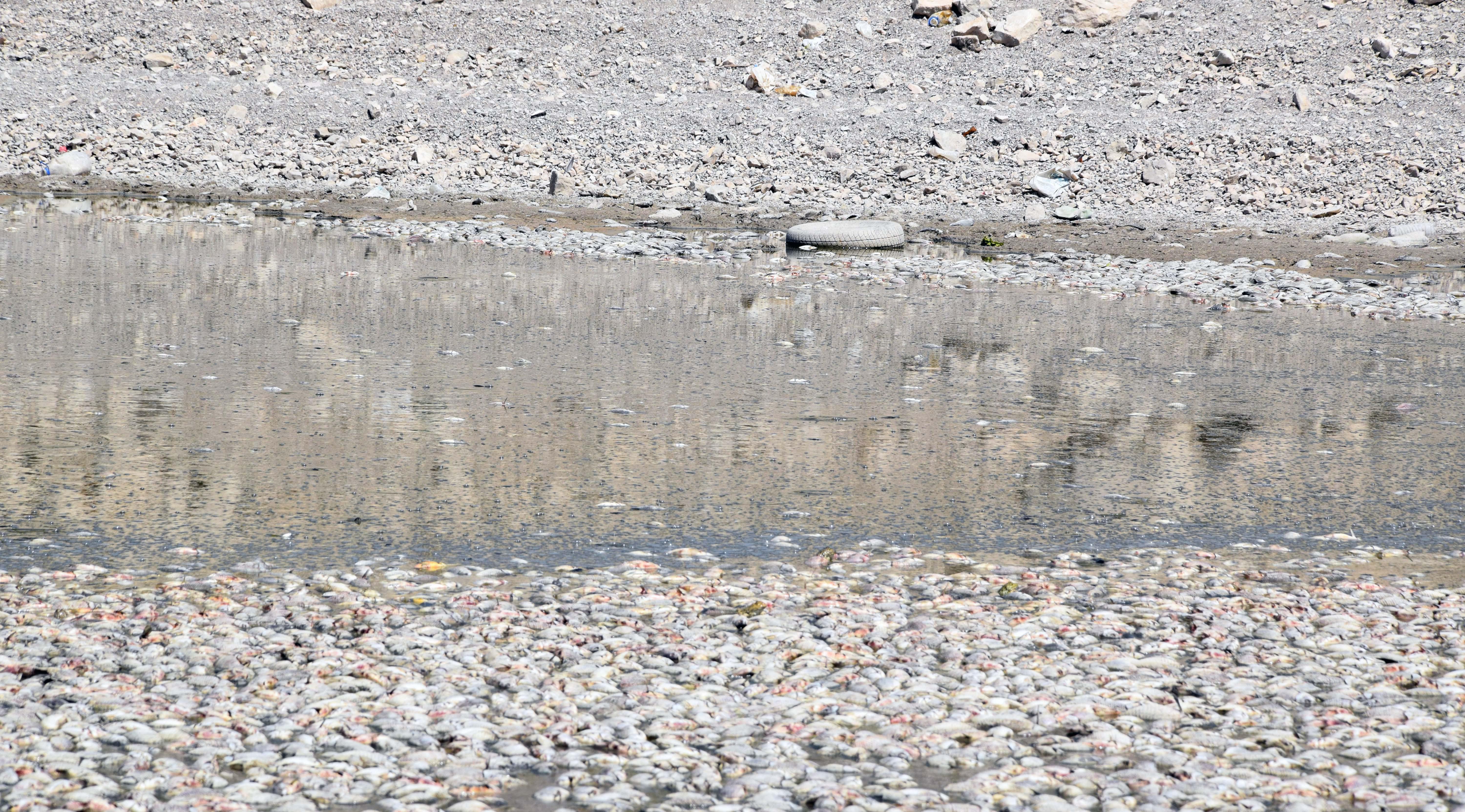 Suların çekildiği Cihanbeyli Göleti’nde balık ölümleri